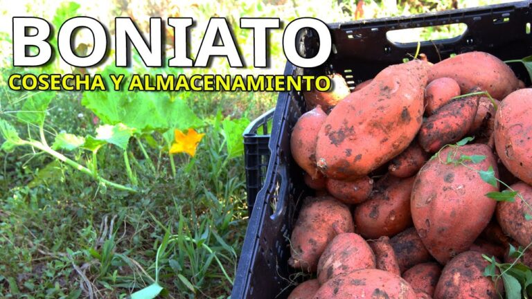 Gu&iacute;a para Encontrar Productos Sin Az&uacute;car en La Rinconada