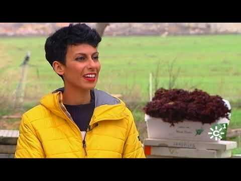 Gu&iacute;a de tiendas de productos veganos en Mairena del Aljarafe