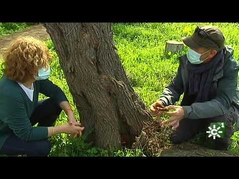 Zonas Verdes con Lagos en Mairena del Aljarafe